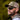 WileyX Snapback Kasket, Grøn/Tan